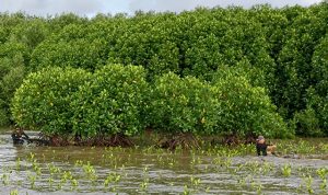 Proses monitoring dan perawatan hasil rehabilitasi mangrove (4)