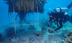 Pemasangan instalasi atraktor cumi di perairan Pulau Bonetambu